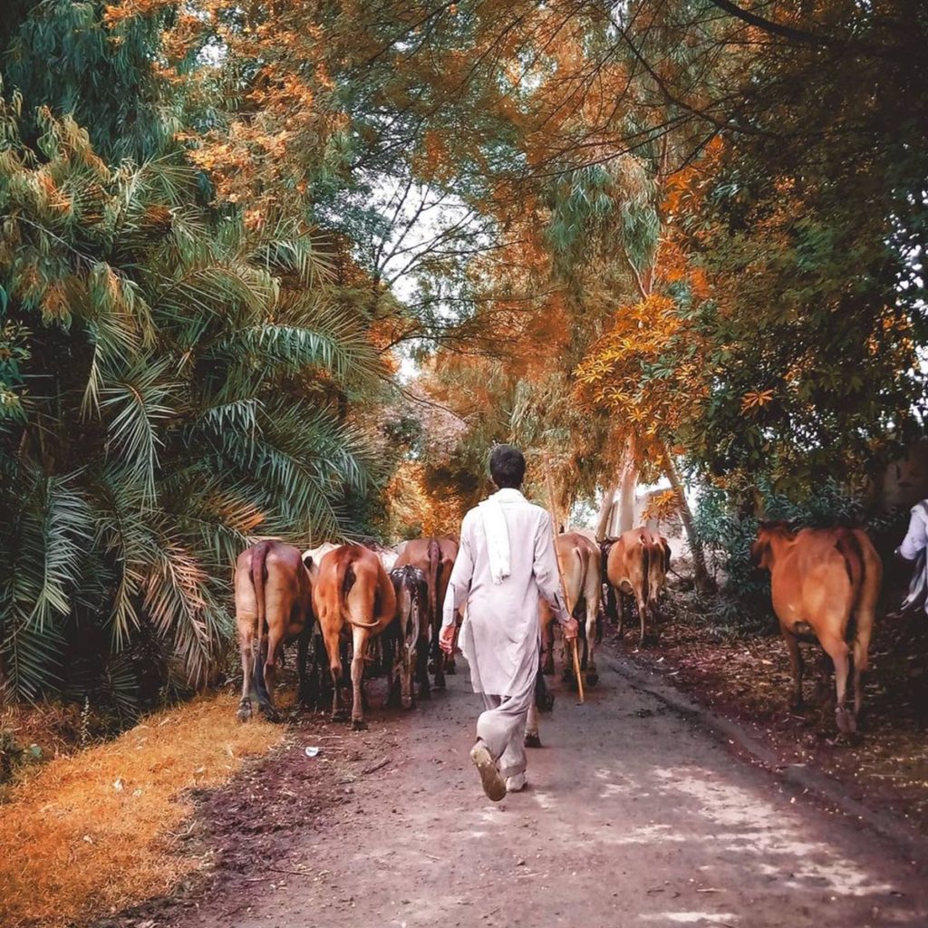 Man herding cows down a rural Pakistani road
